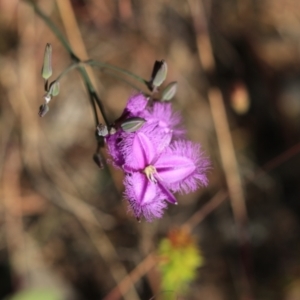 Thysanotus sp. at Katoomba, NSW - 26 Dec 2022 08:47 AM