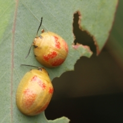 Paropsisterna fastidiosa (Eucalyptus leaf beetle) at Jeir, NSW - 11 Jan 2023 by amiessmacro