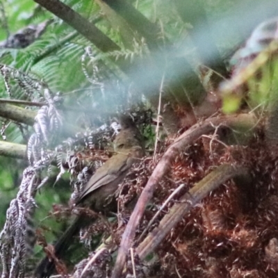 Psophodes olivaceus (Eastern Whipbird) at Katoomba, NSW - 25 Dec 2022 by Rixon