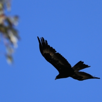Aquila audax (Wedge-tailed Eagle) at Hampton, NSW - 26 Dec 2022 by Rixon