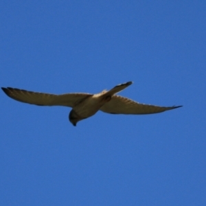 Falco cenchroides at Black Springs, NSW - 26 Dec 2022 06:15 PM