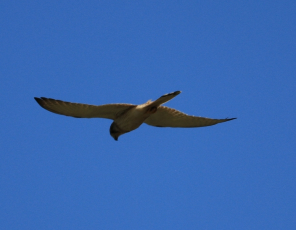 Falco cenchroides at Black Springs, NSW - 26 Dec 2022