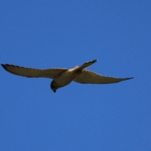 Falco cenchroides at Black Springs, NSW - 26 Dec 2022