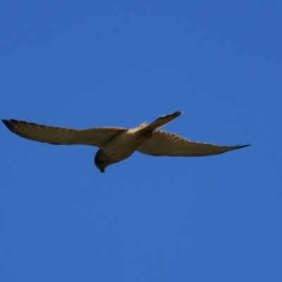 Falco cenchroides (Nankeen Kestrel) at Black Springs, NSW - 26 Dec 2022 by Rixon
