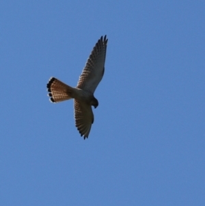 Falco cenchroides at Black Springs, NSW - 26 Dec 2022 06:15 PM