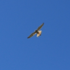 Falco cenchroides at Black Springs, NSW - 26 Dec 2022 06:15 PM