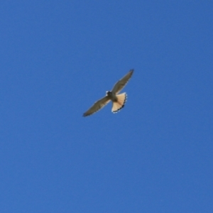 Falco cenchroides at Black Springs, NSW - 26 Dec 2022 06:15 PM