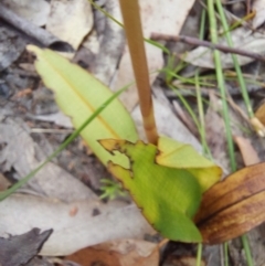Cryptostylis subulata (Cow Orchid) at Wonboyn, NSW - 11 Jan 2023 by Venture