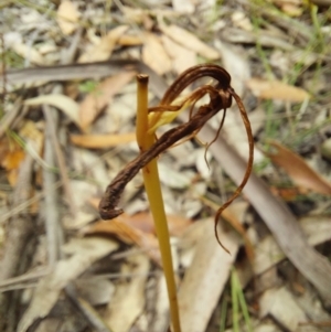 Cryptostylis subulata at Wonboyn, NSW - 11 Jan 2023