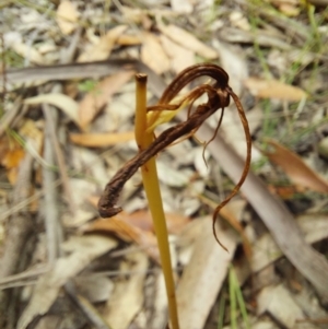 Cryptostylis subulata at Wonboyn, NSW - suppressed