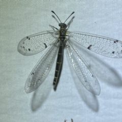 Bandidus canifrons at Jerrabomberra, NSW - suppressed