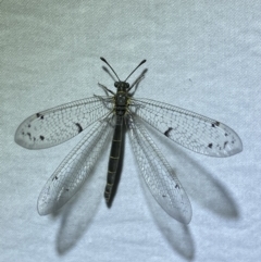 Bandidus canifrons at Jerrabomberra, NSW - suppressed