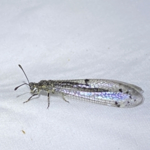 Bandidus canifrons at Jerrabomberra, NSW - suppressed