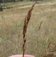 Sorghum leiocladum (Wild Sorghum) at The Pinnacle - 10 Jan 2023 by sangio7