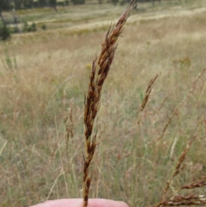 Sorghum leiocladum at Molonglo Valley, ACT - 11 Jan 2023 08:07 AM