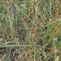 Sorghum leiocladum at Molonglo Valley, ACT - 11 Jan 2023 08:07 AM