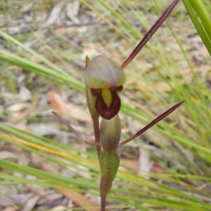 Orthoceras strictum at Wonboyn, NSW - suppressed