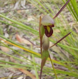 Orthoceras strictum at Wonboyn, NSW - suppressed