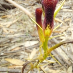 Cryptostylis hunteriana (Leafless Tongue Orchid) at Wonboyn, NSW - 11 Jan 2023 by Venture