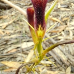 Cryptostylis hunteriana at Wonboyn, NSW - 11 Jan 2023