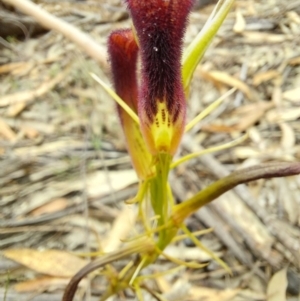 Cryptostylis hunteriana at Wonboyn, NSW - 11 Jan 2023