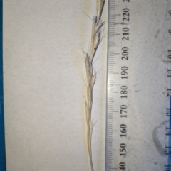 Rytidosperma racemosum (Striped Wallaby Grass) at Higgins, ACT - 11 Jan 2023 by MattM