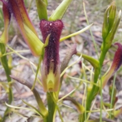 Cryptostylis hunteriana (Leafless Tongue Orchid) at Wonboyn, NSW - 11 Jan 2023 by Venture