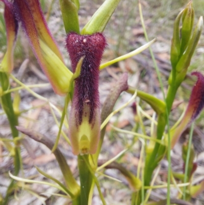 Cryptostylis hunteriana (Leafless Tongue Orchid) at Wonboyn, NSW - 11 Jan 2023 by Venture