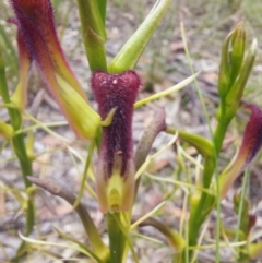 Cryptostylis hunteriana at Wonboyn, NSW - 11 Jan 2023