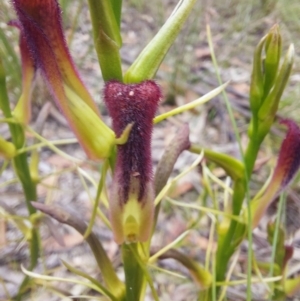 Cryptostylis hunteriana at Wonboyn, NSW - 11 Jan 2023