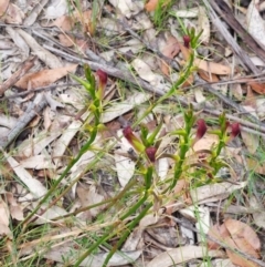 Cryptostylis hunteriana at Wonboyn, NSW - 11 Jan 2023