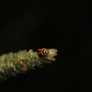 Micraspis frenata at Murrumbateman, NSW - 11 Jan 2023 06:51 PM