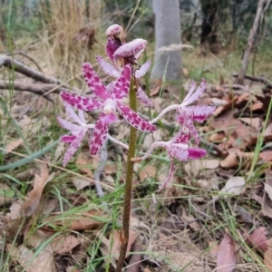 Dipodium variegatum at Narooma, NSW - 11 Jan 2023