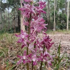 Dipodium variegatum at Narooma, NSW - 11 Jan 2023