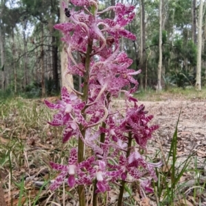 Dipodium variegatum at Narooma, NSW - 11 Jan 2023