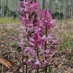 Dipodium variegatum at Narooma, NSW - 11 Jan 2023