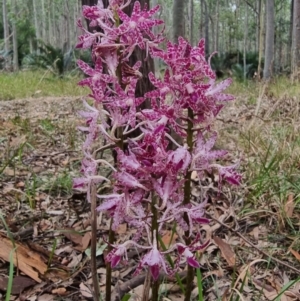 Dipodium variegatum at Narooma, NSW - 11 Jan 2023