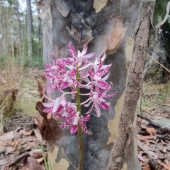 Dipodium variegatum at Narooma, NSW - 11 Jan 2023