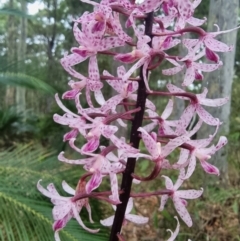 Dipodium punctatum (Blotched Hyacinth Orchid) at Narooma, NSW - 11 Jan 2023 by Csteele4