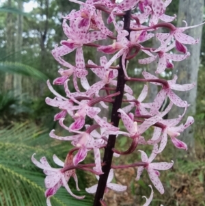 Dipodium punctatum at Narooma, NSW - 11 Jan 2023