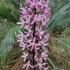 Dipodium punctatum at Narooma, NSW - 11 Jan 2023