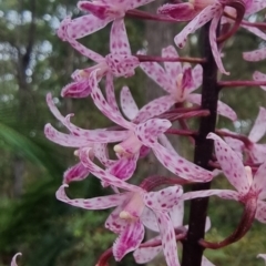 Dipodium punctatum at Narooma, NSW - 11 Jan 2023