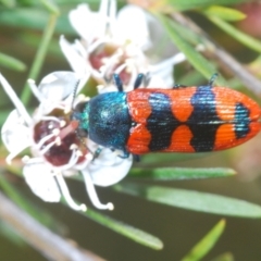 Castiarina crenata (Jewel beetle) at Stromlo, ACT - 8 Jan 2023 by Harrisi