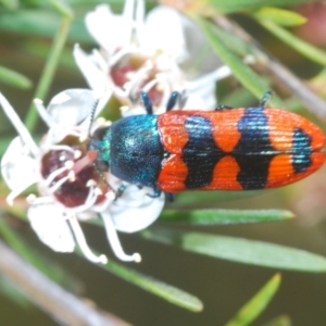 Castiarina crenata at Stromlo, ACT - 8 Jan 2023