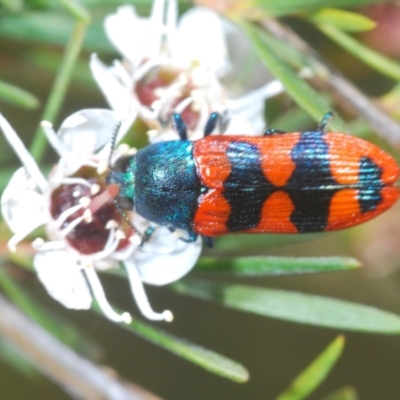 Castiarina crenata (Jewel beetle) at Block 402 - 8 Jan 2023 by Harrisi