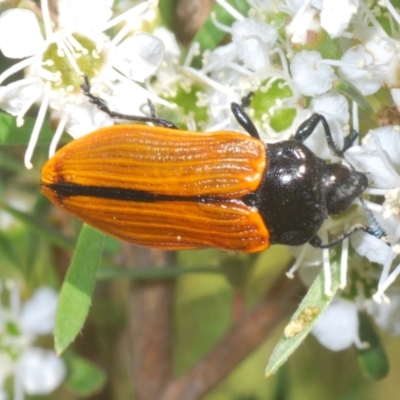 Castiarina rufipennis (Jewel beetle) at Block 402 - 8 Jan 2023 by Harrisi
