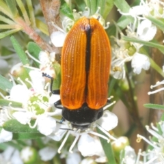 Castiarina rufipennis at Stromlo, ACT - 8 Jan 2023 05:14 PM