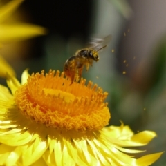 Lasioglossum (Chilalictus) sp. (genus & subgenus) (Halictid bee) at ANBG - 11 Jan 2023 by darrenw