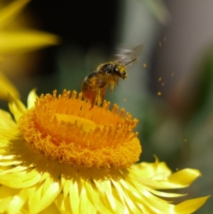 Lasioglossum (Chilalictus) sp. (genus & subgenus) at Acton, ACT - 11 Jan 2023