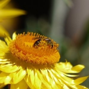 Lasioglossum (Chilalictus) sp. (genus & subgenus) at Acton, ACT - 11 Jan 2023